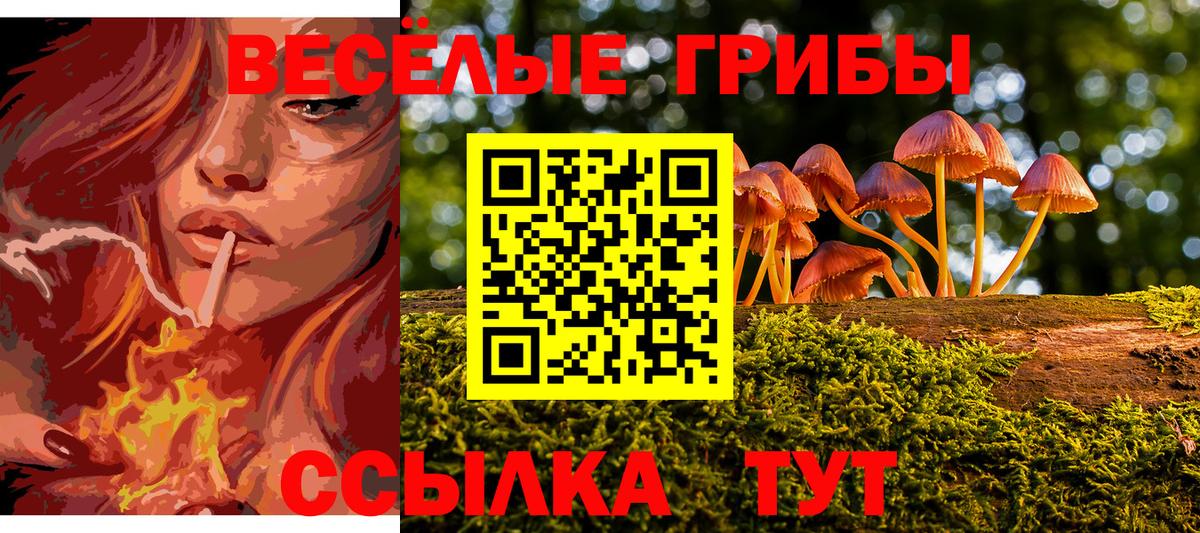 Псилоцибиновые грибы Psilocybine cubensis Томск